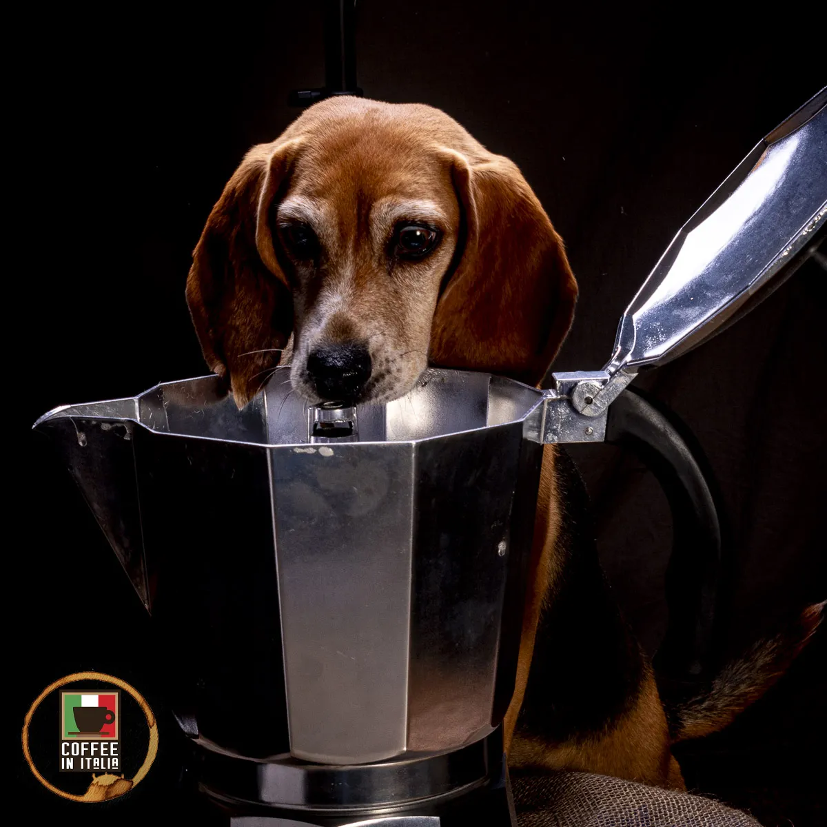 What Is Special About Bialetti - My Dog Wants Coffee